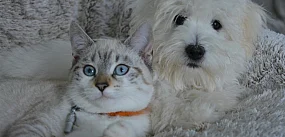 Nowy obowiązek dla właścicieli zwierząt. Inaczej kara