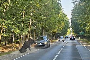 Łoś potrącony przez samochód. Upadł, ale wstał-2654