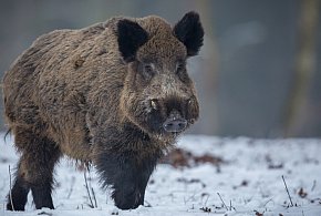Dziki na terenach zabudowanych – jak postępować? - 110154