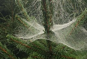 Kupujesz żywą choinkę na święta? Ten szczegół łatwo przeoczyć-110410