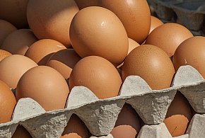 Salmonella wykryta w jajach! GIS wydał pilne ostrzeżenie-110478