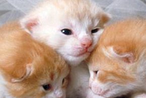 Umowa na rzecz bezdomnych zwierząt w Prażmowie - 110611