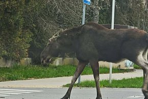 Uwaga kierowcy! Łoś na trasie do Piaseczna