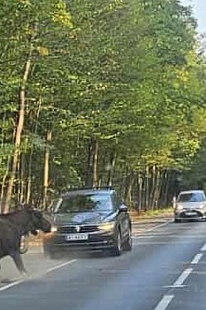 Łoś potrącony przez samochód. Upadł, ale wstał-2654
