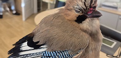 Sójka skazana na pewną śmierć uratowana przez strażników miejskich