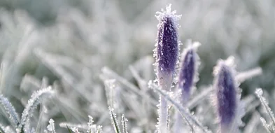 Nie uwierzysz, jak niska będzie temperatura tej nocy!
