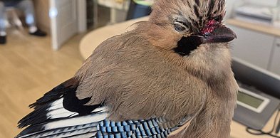 Sójka skazana na pewną śmierć uratowana przez strażników miejskich