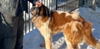 Interwencyjne odebranie psa w gminie Lesznowola