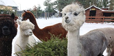 Choinki po świętach? Alpaki mówią: poprosimy!