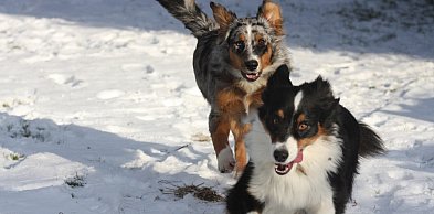Pomóż zwierzętom z Sobolewa. Zbiórka w Józefosławiu