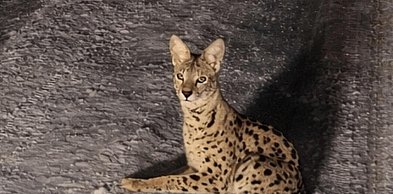 Serwal na wolności w Kierszku. Trwają poszukiwania