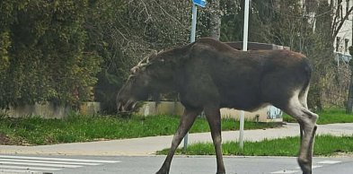 Uwaga kierowcy! Łoś na trasie do Piaseczna
