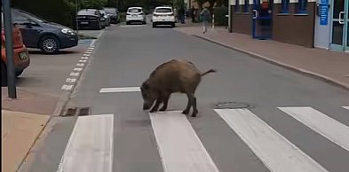Chrupek na wagę życia. Słynny dzik z Piaseczna podzielił mieszkańców
