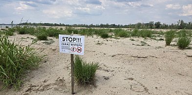 Uwaga na ptasie lęgi nad Wisłą