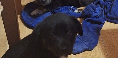 Dwie suczki czekają na dom-109919