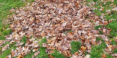 PUK Piaseczno zawiesza odbiór odpadów zielonych-110193