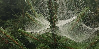 Kupujesz żywą choinkę na święta? Ten szczegół łatwo przeoczyć-110410