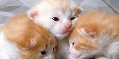 Umowa na rzecz bezdomnych zwierząt w Gminie Prażmów-110611