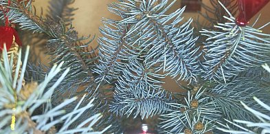 Choinka dla alpaki - ponownie rusza z ekologiczną akcją-110638