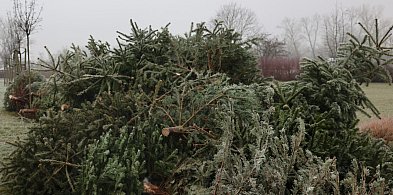Choinki dla alpak zamiast na śmietnik-110842