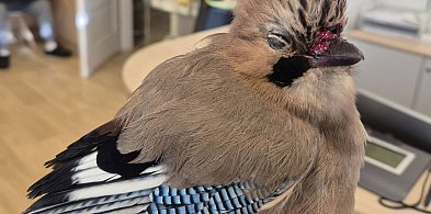 Sójka skazana na pewną śmierć uratowana przez strażników miejskich