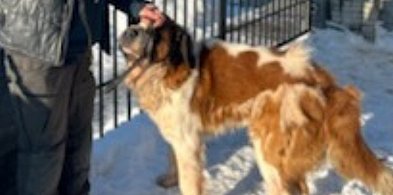 Interwencyjne odebranie psa w gminie Lesznowola