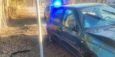 Plan nastolatka był prosty: zwalić winę na sarny