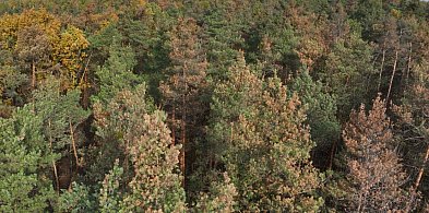 Chore drzewa zagrożeniem dla lasów w powiecie piaseczyńskim