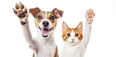 Darmowa kastracja i chipowanie psów oraz kotów