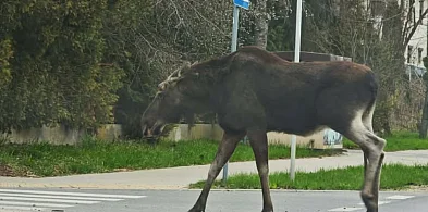 Uwaga kierowcy! Łoś na trasie do Piaseczna