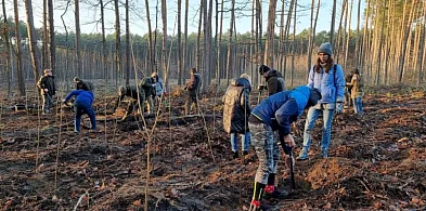 Sadzenie Lasu Dobrej Woli