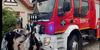 „Adoptuj psiaka ze strażakami”. Wyjątkowy piknik