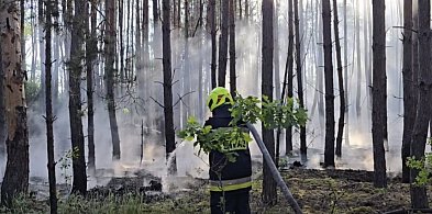 Pożar lasu. Spłonęło około pół hektara poszycia