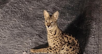 Serwal na wolności w Kierszku. Trwają poszukiwania