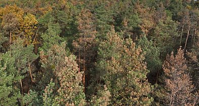 Chore drzewa zagrożeniem dla lasów w powiecie piaseczyńskim