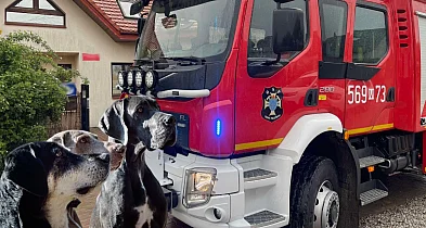 „Adoptuj psiaka ze strażakami”. Wyjątkowy piknik