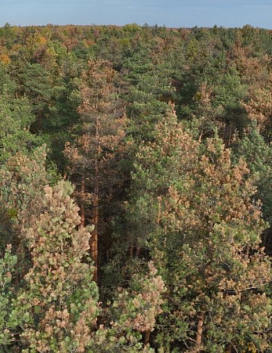 Chore drzewa zagrożeniem dla lasów w powiecie piaseczyńskim