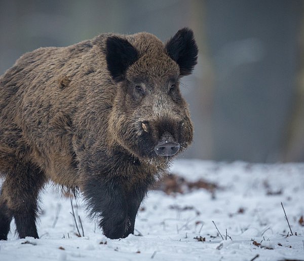 Dziki na terenach zabudowanych – jak postępować? - 110154