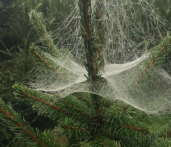 Kupujesz żywą choinkę na święta? Ten szczegół łatwo przeoczyć-110410