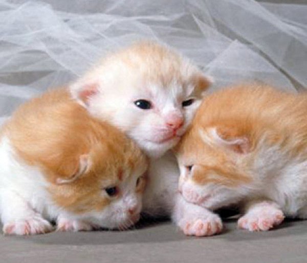 Umowa na rzecz bezdomnych zwierząt w Prażmowie - 110611