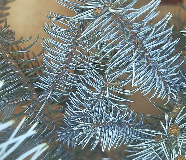 Choinka dla alpaki - ponownie rusza z ekologiczną akcją - 110638