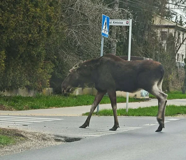 Uwaga kierowcy! Łoś na trasie do Piaseczna