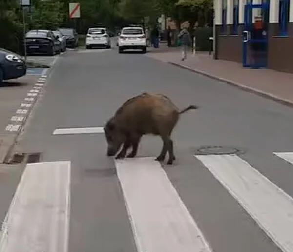Słynny dzik z Piaseczna podzieli mieszkańców