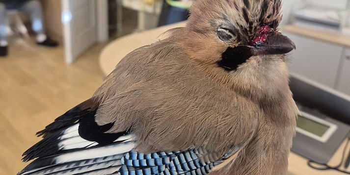 Strażnicy miejscy uratowali uwięzioną sójkę