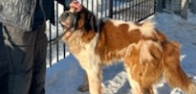 Interwencyjne odebranie psa w gminie Lesznowola