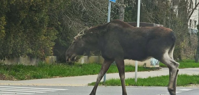 Uwaga kierowcy! Łoś na trasie do Piaseczna