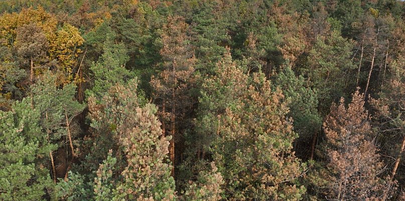 Alarmujące zjawisko na terenie Nadleśnictwa Chojnów - 109718