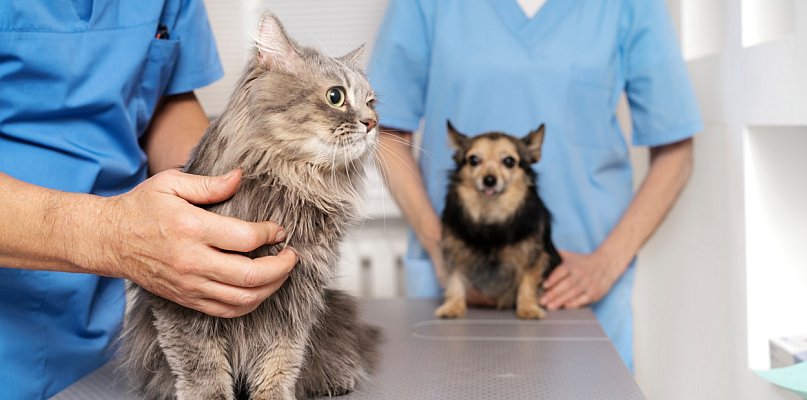 Dodatkowe środki na bezpłatną kastrację, sterylizację i chipowanie zwierząt - 109799