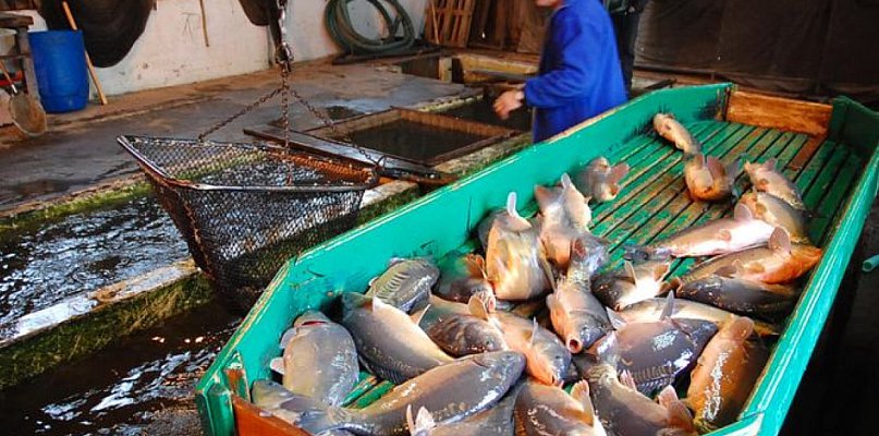 Karpie w dobrej cenie - 110466