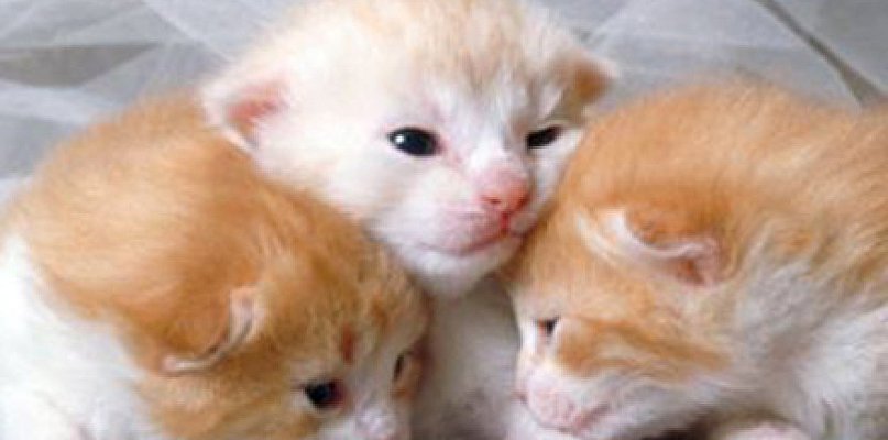 Umowa na rzecz bezdomnych zwierząt w Gminie Prażmów - 110611